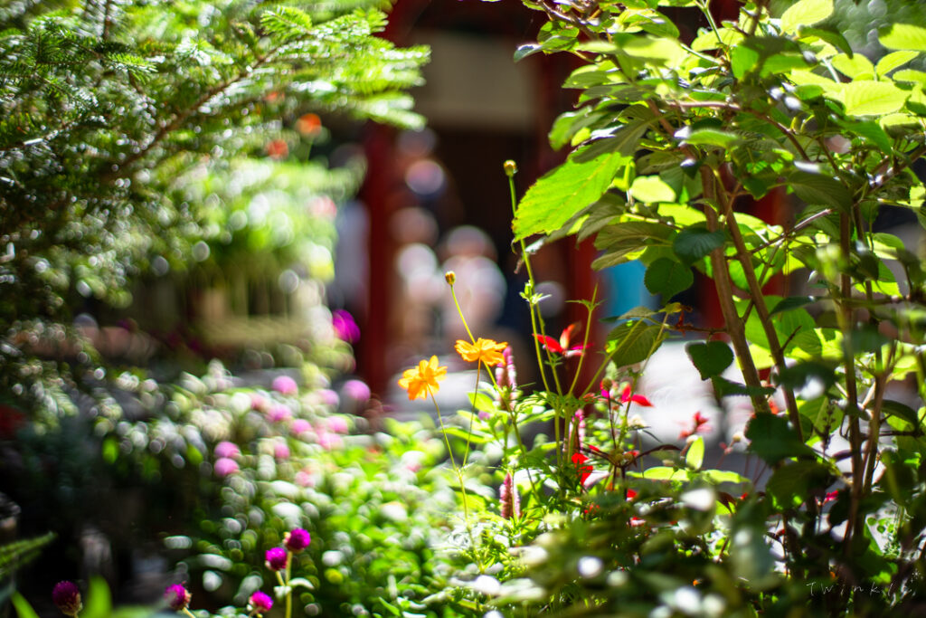 ジブリ美術館　寄せ植え